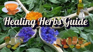 10 Healing Herbs You Need to Try (Beginner's Guide!)