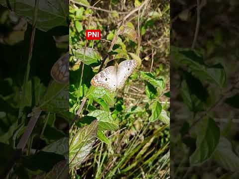 Mariposas en Colonia Carlos Pellegrini Corrientes Argentina #madrenaturaleza #lagunaibera #nature