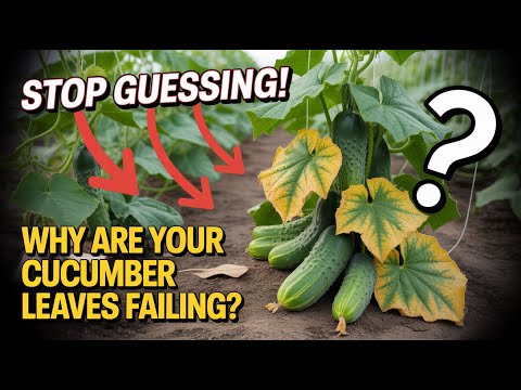 Why Your Cucumber Leaves Are ACTUALLY Dying (It's Not What Every Gardening Expert Tells You)