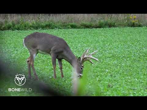 Monster Michigan Whitetail