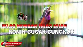 Download lagu ASLI MASTERAN KONIN FULL ISIAN TEMBAKAN PALING TAJAM RASA CUCAK CUNGKOK DAN CIBLEK NGEBREN mp3