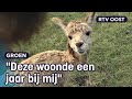 Ebby vangt zieke alpaca's op en geeft ze een tweede leven | RTV Oost