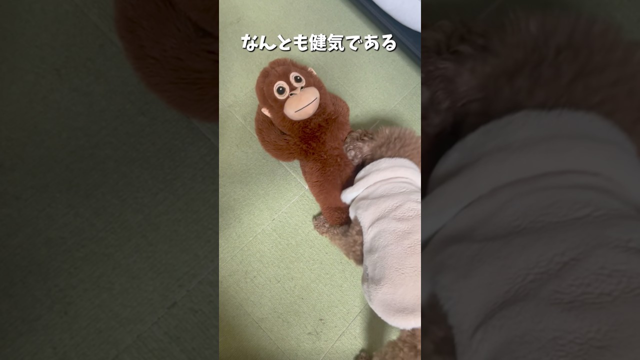 健気なオランママ🦧 #パンチ君のぬいぐるみ #トイプードル #犬猿の仲