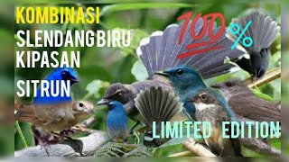 Download lagu SUARA PIKAT BURUNG KiPASAN kombinasi Langsung poin 💯% sitrun..slendang biru.bakau sangat manjur mp3