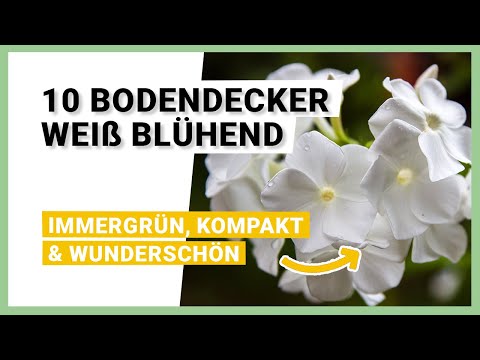 , title : 'Die schönsten 10 Bodendecker weiß blühend: Natürliche & edle Bepflanzungsmöglichkeiten'