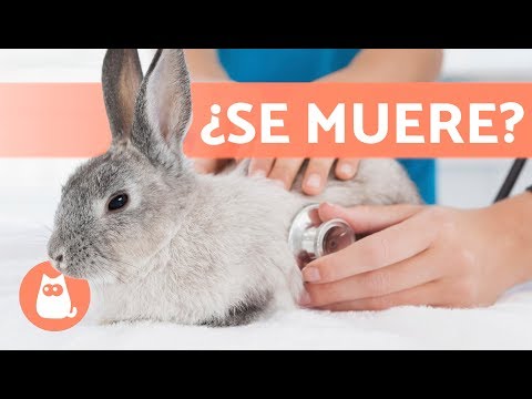 , title : '5 SÍNTOMAS de que un conejo VA A MORIR'