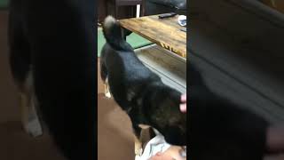 靴下もう1つある場所しってますから。#暴れ祝は親分気分