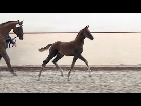 Stf v Romanov x Aquilino