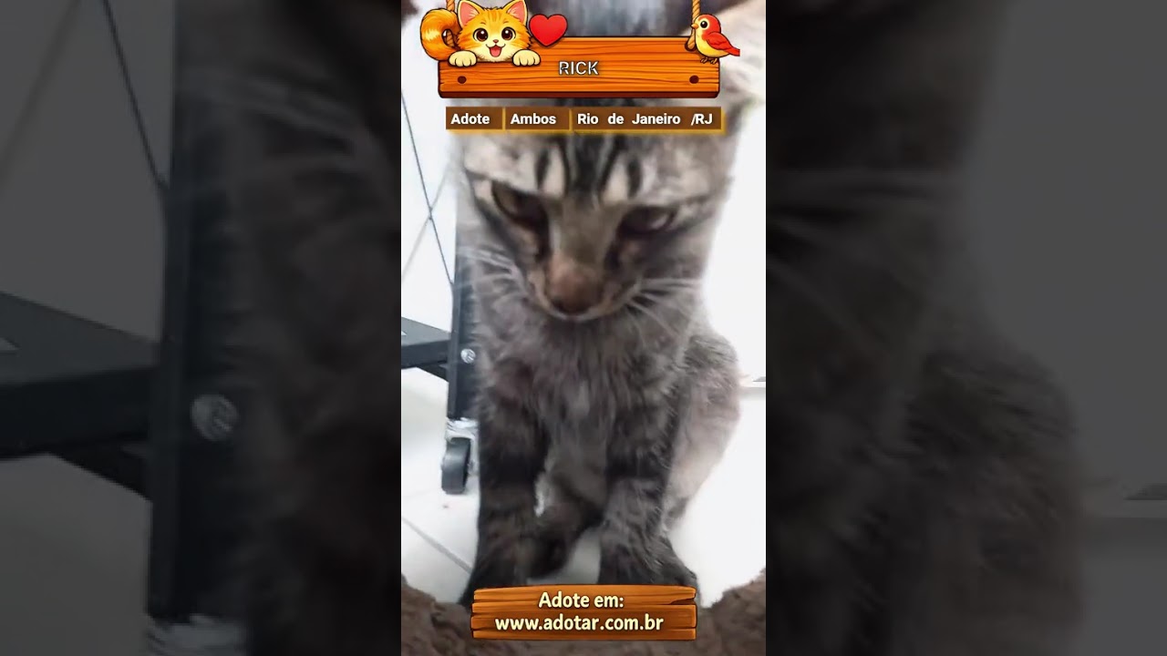 Gato raça SRD-ViraLata idade 7 a 11 meses nome RICK