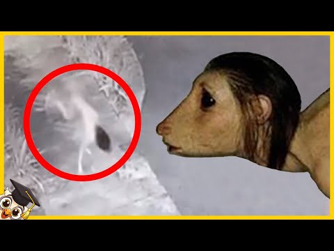 10 Scary Creatures Caught on Camera - Part 3