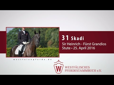 31  Skadi  Stute v. Sir Heinrich - Fürst Grandios