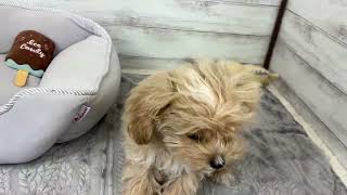 ハーフ犬の動画01