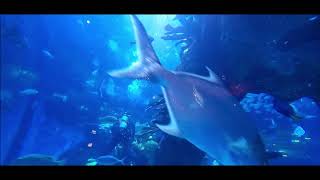 Mermaid Restaurant & Lounge, Silverton Casino, Las Vegas