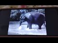 Sesame Street Film Elephants At Bronx Zoo NYC Splish Splash Written By Bobby Darin Jean Murray