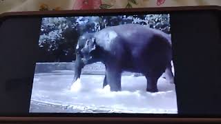 Sesame Street Film Elephants at Bronx Zoo NYC "Splish Splash" written by Bobby Darin &amp; Jean Murray