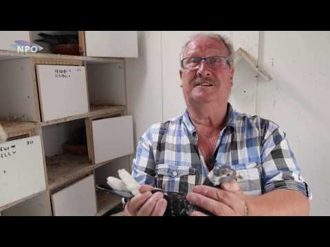 National NPO winners 2018: St. Vincent - Kees Klink (Den Bommel)