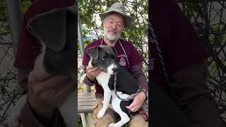 Video preview image #1 Mutt Puppy For Sale in Pasadena, CA, USA