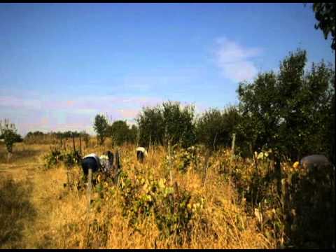 Campania Branistari 2011