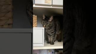 今日も片付けを手伝う猫 #shorts #猫のいる暮らし #ねこライフ #cat #猫のいる風景  #catshorts