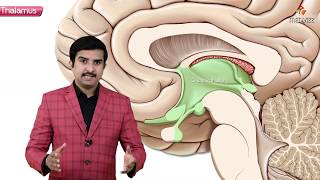 Animated Neuroanatomy : Gross anatomy of Thalamus ( Part 1 ) - Introduction and Relations