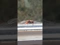 Dragonfly Guidance in Description
