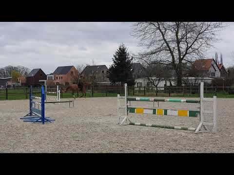 Q Chacco Blue van Essene - Training at home