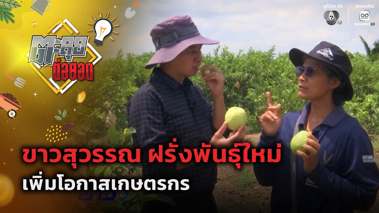 "ขาวสุวรรณ" ฝรั่งพันธุ์ใหม่ เพิ่มโอกาสเกษตรกร | ตะล?