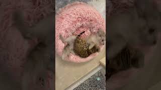 Kitty and puppy 😂