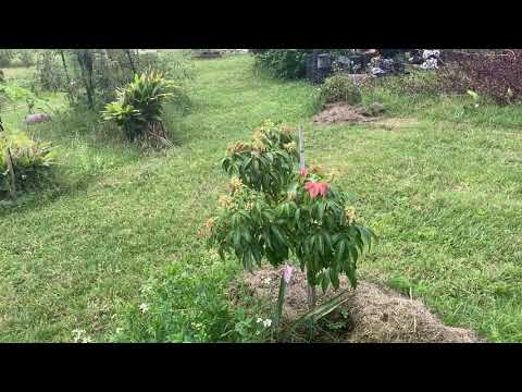 Emperor Lychee Flowering