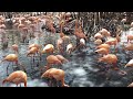 The Flamingoes Started Fighting American Flamingo Birds Of Colombia 4K Birds
