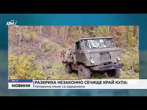 Разкриха незаконно сечище край Кула: Четирима мъже са задържани