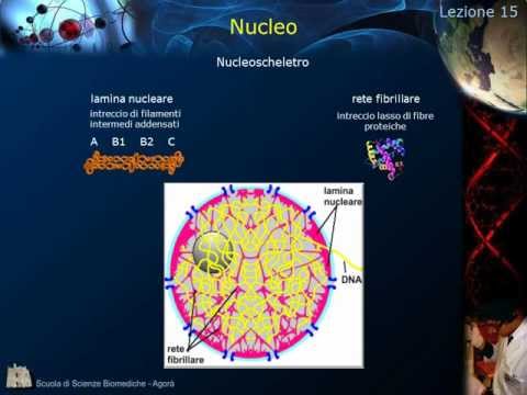 Cytology - Lesson 15: Nucleus