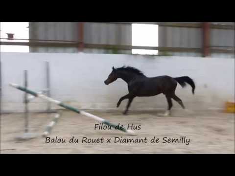 Filou de Hus - mai 2018