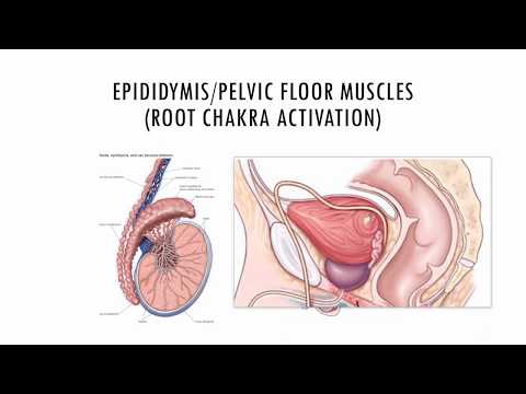 NoFAP - The Spiritual Significance of 100 Days of Semen Retention. The Root Chakra Awakening.