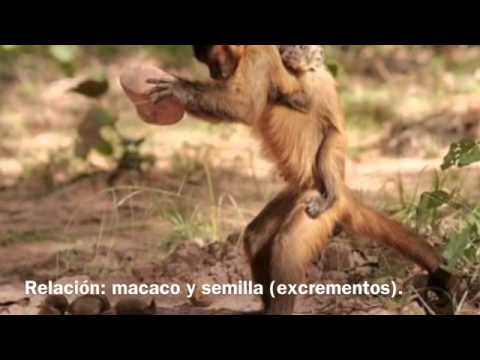 download lagu mp3 mp4 Foresia, download lagu Foresia gratis, unduh video klip Foresia