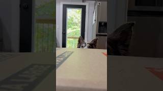 Dogs on moving day 🤪 #doghumor #funny #funnyvideos #skit