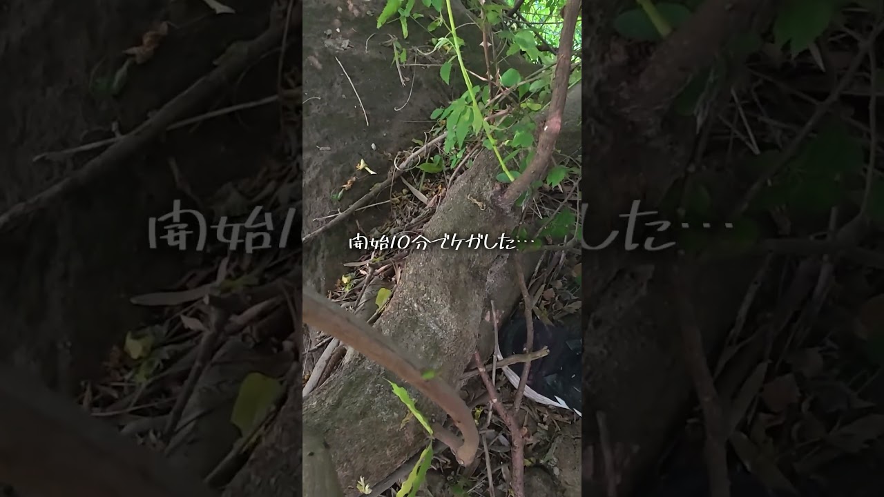 魔界突入してしまった  #vlog #山開拓 #アラサー