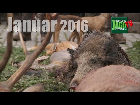 Große Drückjagd Waldbreitbach, Drohnenüberwachung, Moschusochsenjagd - DJZ-TV 1/2016