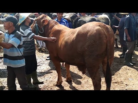 SAPI BAKALAN MONTOK PADAT BERISI suasana pasar sapi bagian lemon & bakalan