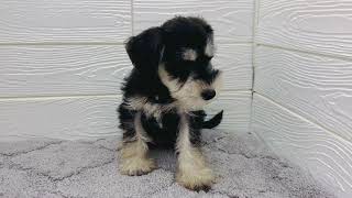 ミニチュアシュナウザーの動画01