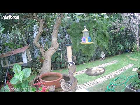🌿 Aves do Cerrado ao Vivo | Comedouro em Uberlândia MG 🐦