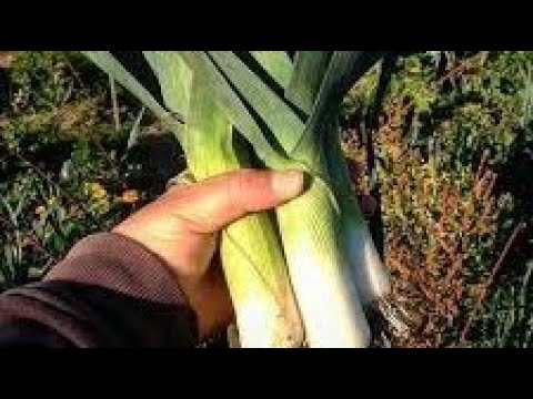 Ovim đubrivom prihranjujte praziluk za džinovske stabljike