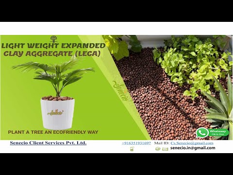 Senecio hydroton clay ball for hydroponic