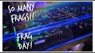 MAFA Frag Day at Guppies and a LFS Visit to Reefs Secrets | Two Gay Reefers Vlog
