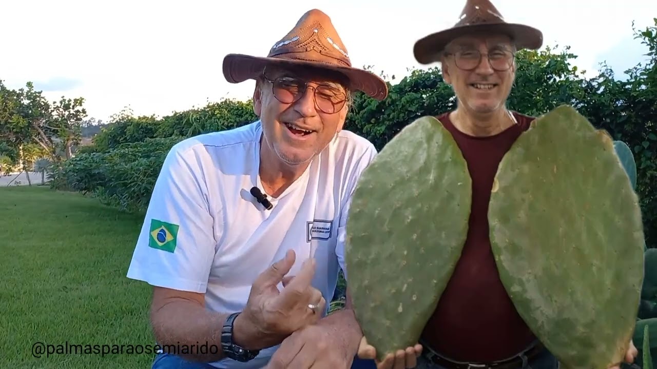 TÉCNICA DE FRAGMENTAÇÃO DE RAQUETES DA PALMA