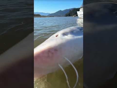 This is a submarine #Fishing #FishingAdventure #Angling