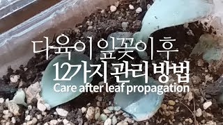 [ENG SUB] 다육이 잎꽂이 번식 후 12가지 관리 방법 succulents, Care after lea…