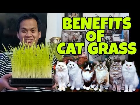 PAANO MAGTANIM NG CAT GRASS | HOW TO GROW CAT GRASS | CAT GRASS