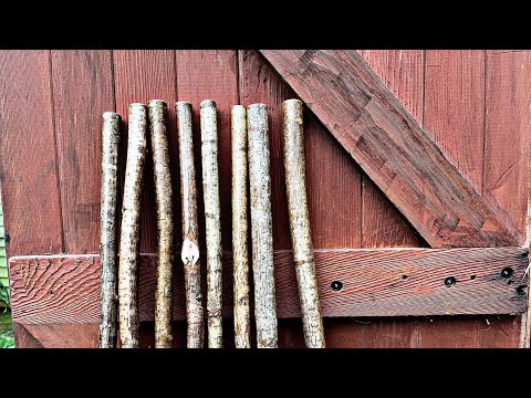 The perfect Hazel Walking Stick making Hazel Jo Staff