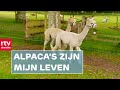 'Ik ben verliefd op deze alpaca's' | Nostalgie | RTV Drenthe